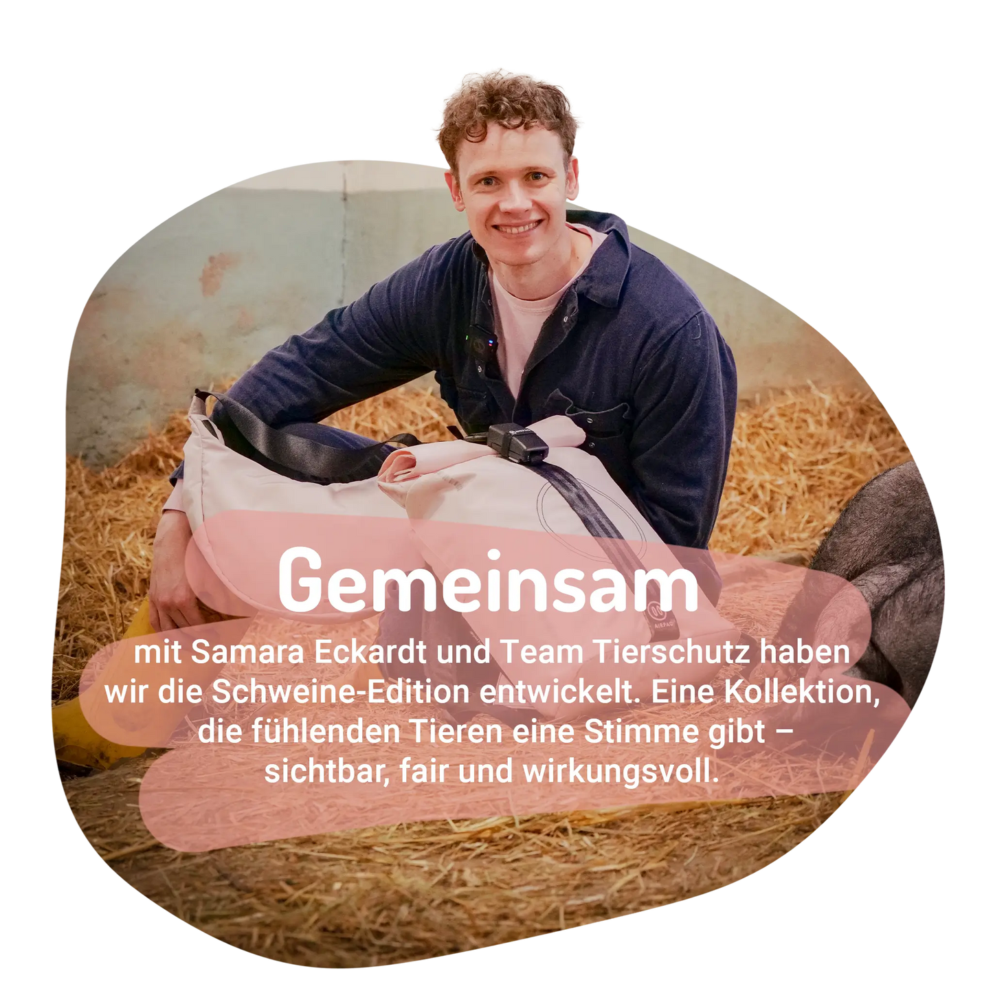 Schweine Bundle